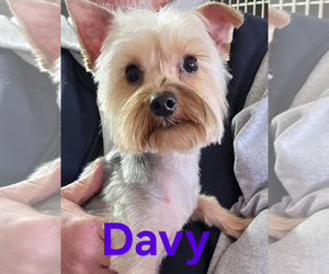 Mutt Dogs for adoption in Seaford, DE, USA