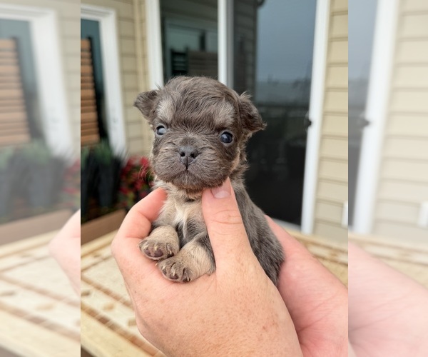 Medium Photo #1 French Bulldog Puppy For Sale in BERLIN, MD, USA