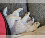 Small Photo #5 Cairn Terrier-Unknown Mix Puppy For Sale in Oakhurst, NJ, USA