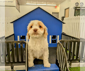 Cockapoo Puppy for sale in LOUISVILLE, KY, USA