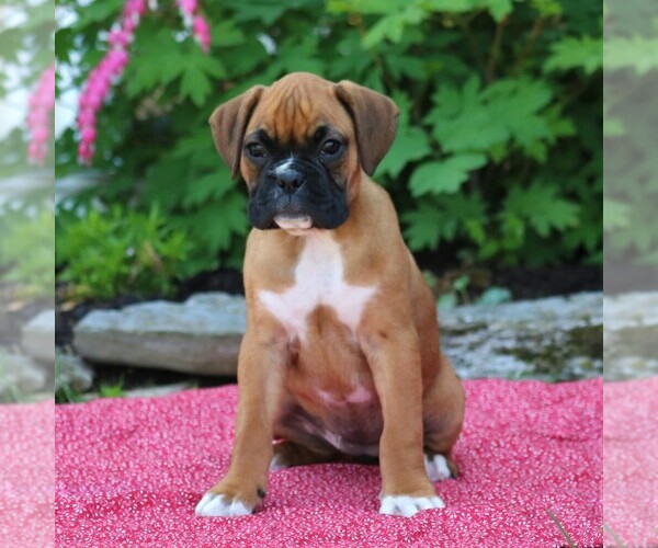 Medium Photo #3 Boxer Puppy For Sale in MYERSTOWN, PA, USA