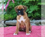 Small Photo #3 Boxer Puppy For Sale in MYERSTOWN, PA, USA