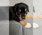 Small Photo #7 Rottweiler Puppy For Sale in NORTON, OH, USA