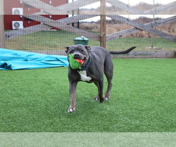 Medium Photo #4 Mutt Puppy For Sale in Chestertown, MD, USA