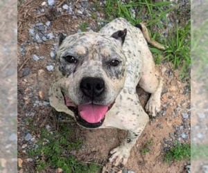 American Pit Bull Terrier Dogs for adoption in Rustburg, VA, USA
