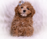 Small Photo #63 Maltipoo (Toy) Puppy For Sale in WARSAW, IN, USA
