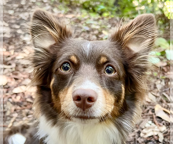 Medium Photo #1 Australian Shepherd-Unknown Mix Puppy For Sale in San Ramon, CA, USA