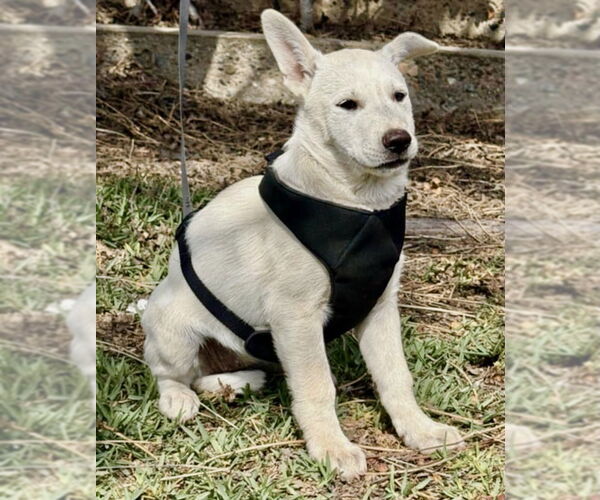 Medium Photo #12 German Shepherd Dog-Unknown Mix Puppy For Sale in San Diego, CA, USA
