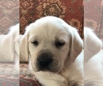 Puppy Crate trained Labrador Retriever
