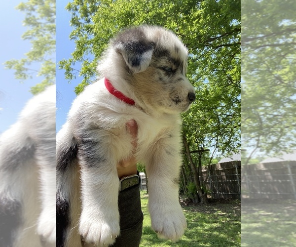 Medium Photo #9 Australian Shepherd-German Shepherd Dog Mix Puppy For Sale in GRANDVIEW, TX, USA