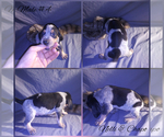 Small Photo #5 Bluetick Coonhound Puppy For Sale in COMBINE, TX, USA