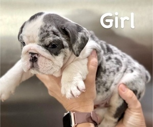 English Bulldog Puppy for sale in BERKELEY, CA, USA