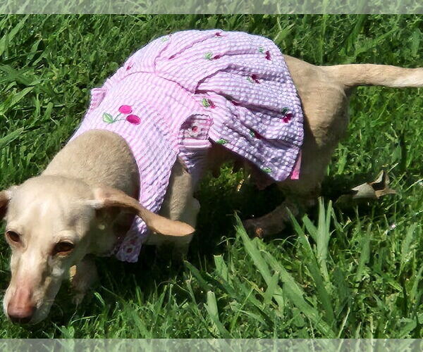 Medium Photo #7 Dachshund Puppy For Sale in Shelbyville, TN, USA