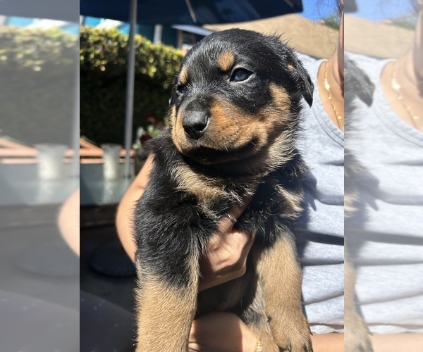 Medium Photo #1 Rottweiler Puppy For Sale in HAWAIIAN GARDENS, CA, USA