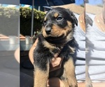 Small Photo #1 Rottweiler Puppy For Sale in HAWAIIAN GARDENS, CA, USA