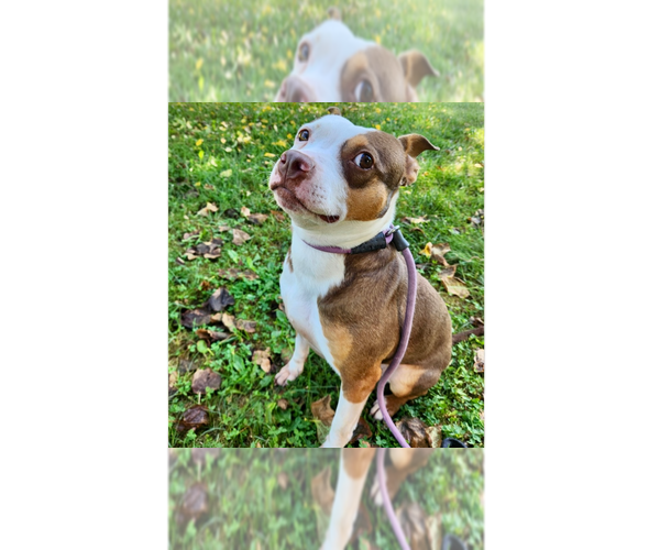 Medium Photo #4 Staffordshire Bull Terrier-Unknown Mix Puppy For Sale in Brewster, NY, USA