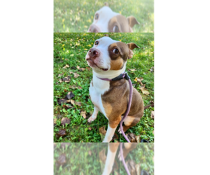 Dallas - Female Staffordshire Bull Terrier-Unknown Mix Dog for Adoption - Photo #4