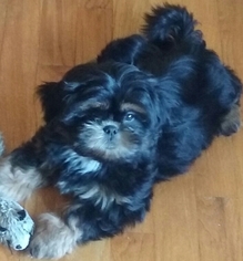 Shih Tzu Puppy for sale in MILLINGTON, MI, USA