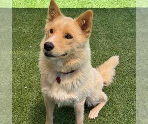 Marshmallow - Female Siberian Husky-Unknown Mix Dog for Adoption - Photo #9