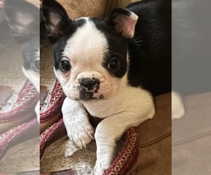 Boston Terrier Puppy for Sale in LANCASTER, Pennsylvania USA