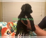 Small Photo #2 Poodle (Standard) Puppy For Sale in WALKER, LA, USA