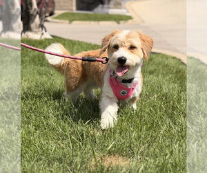 Mutt Dogs for adoption in Mundelein, IL, USA
