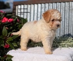 Small Photo #39 Poodle (Toy) Puppy For Sale in GOSHEN, IN, USA