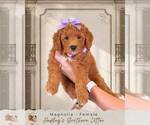 Puppy 8 Goldendoodle (Miniature)