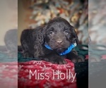 Small Photo #19 Goldendoodle Puppy For Sale in GOLDEN CITY, MO, USA