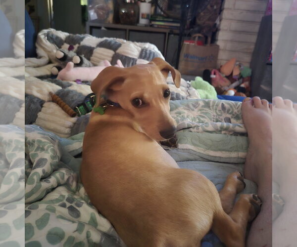 Medium Photo #3 Dachshund-Unknown Mix Puppy For Sale in Los Angeles, CA, USA