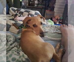Small #2 Dachshund Mix