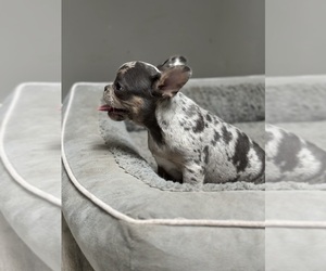 French Bulldog Litter for sale in SOUTHGATE, MI, USA