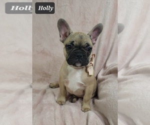 French Bulldog Puppy for sale in MINERAL WELLS, WV, USA