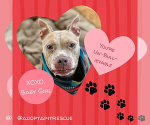 Baby Girl - Female American Pit Bull Terrier-Unknown Mix Dog for Adoption - Photo #17