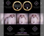 Small #1 Pomeranian