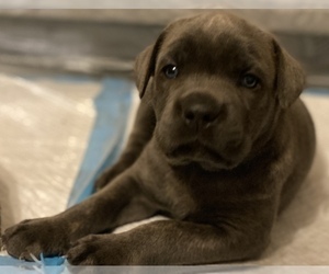 Cane Corso Puppy for sale in ZEBULON, NC, USA