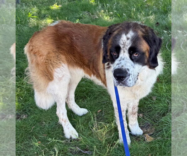 Medium Photo #1 Saint Bernard Puppy For Sale in Chico, CA, USA