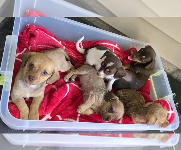 Medium Photo #1 Dachshund-Shorkie Tzu Mix Puppy For Sale in WILMINGTON, NC, USA