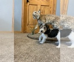 Small #5 Wire Fox Terrier