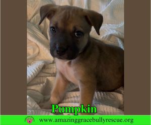 Black Mouth Cur-Unknown Mix Dogs for adoption in Milton, FL, USA