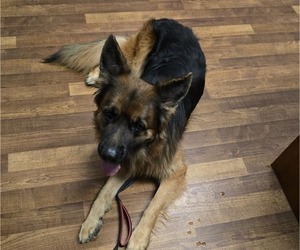 Mother of the German Shepherd Dog puppies born on 12/10/2025