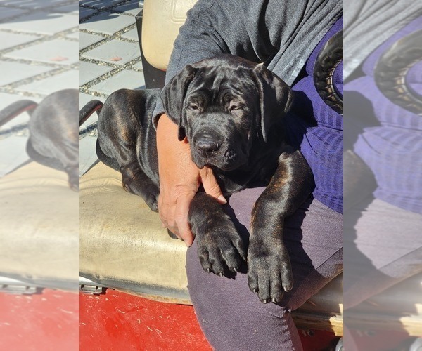 Medium Photo #7 Cane Corso Puppy For Sale in PHILLIPSTON, MA, USA