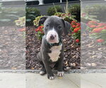 Small Mutt