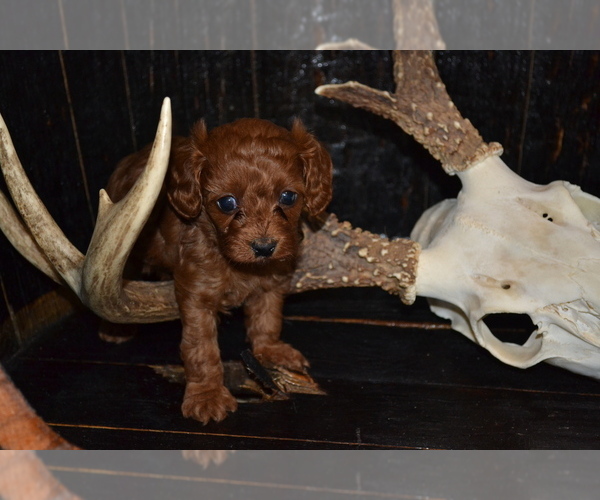 Medium Photo #4 Cavapoo Puppy For Sale in GREENWOOD, WI, USA