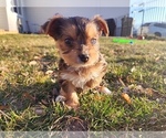 Small Photo #6 Yorkshire Terrier Puppy For Sale in KUNA, ID, USA