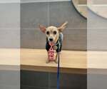 Small #14 Chihuahua