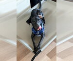 Small Photo #4 Labrador Retriever-Unknown Mix Puppy For Sale in Salt Lake City, UT, USA