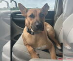 Small #1 German Shepherd Dog Mix