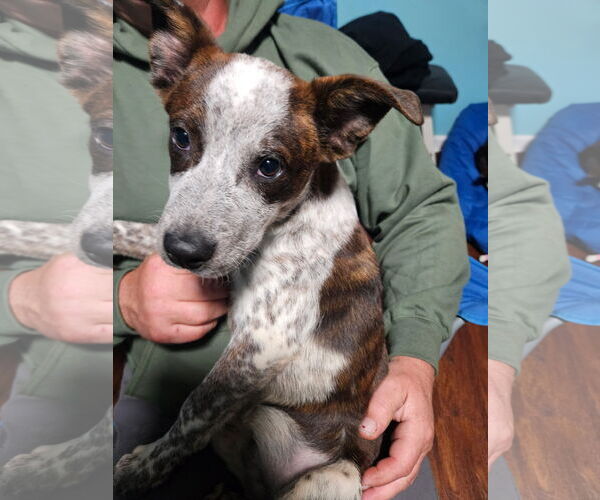 Medium Photo #1 Mutt Puppy For Sale in Garden City, NY, USA