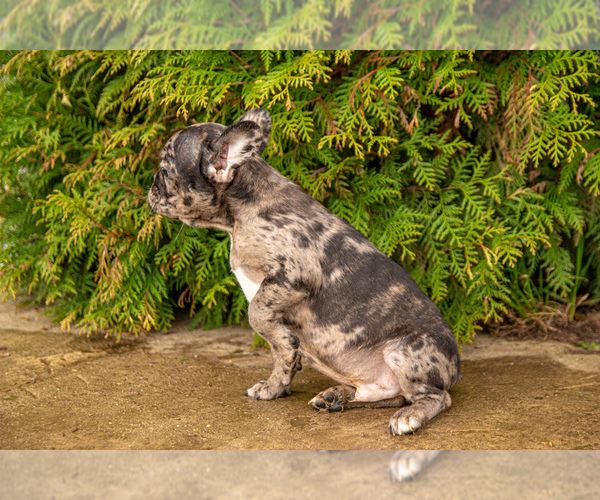 Medium Photo #4 French Bulldog Puppy For Sale in DES PLAINES, IL, USA